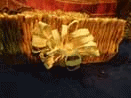kutija od trske